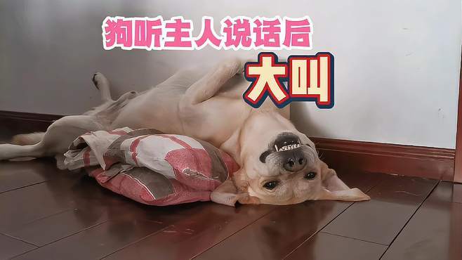 狗狗怎么听声音