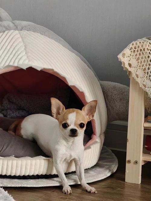 两个月大的吉娃娃犬怎么养