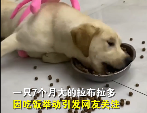 怎么分辨小狗饿了