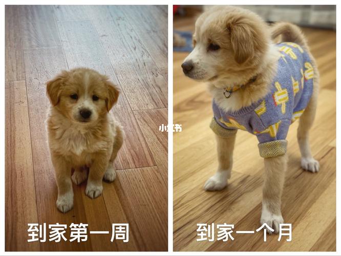 小狗到家需要准备什么意思