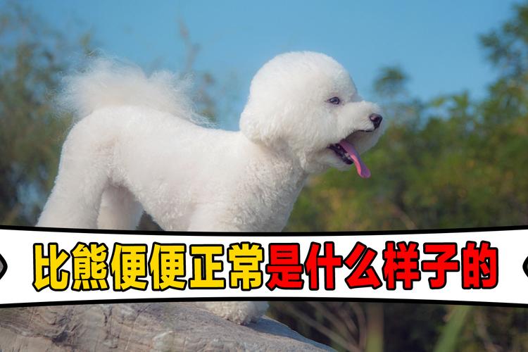 比熊幼犬吃大便怎么办