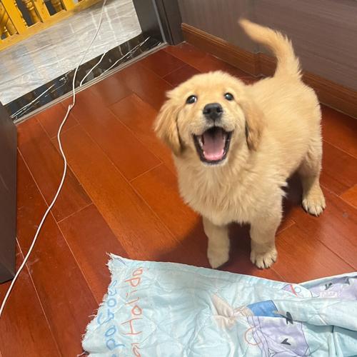 怎么看狗是不是金毛