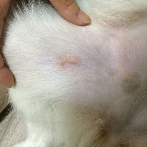 狗狗得皮肤病怎么治