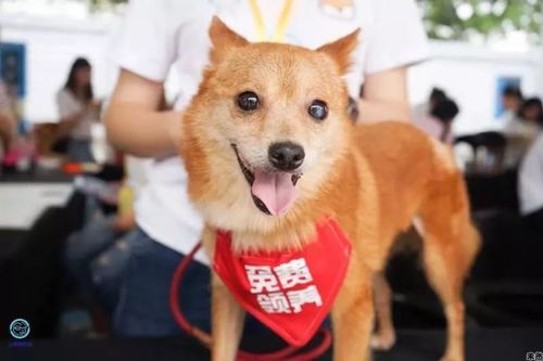 宠物领养需要什么