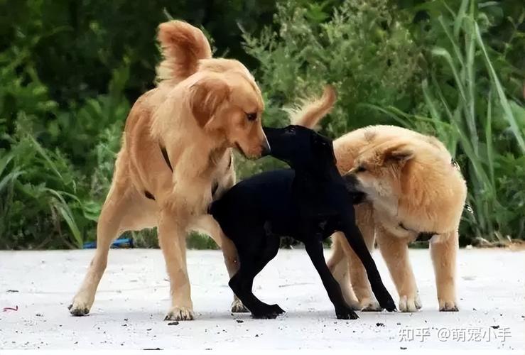 狗狗为什么互相闻
