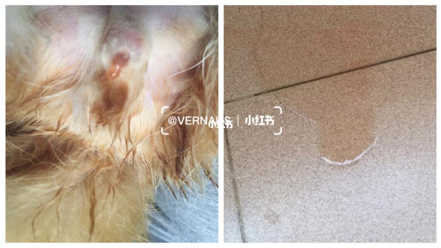 猫咪尿失禁怎么治疗方法