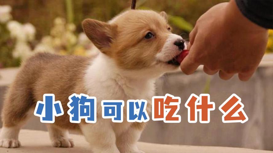 小狗崽可以吃什么