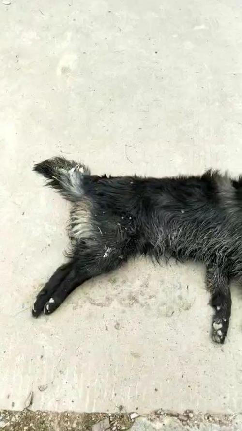小狗死了会变什么