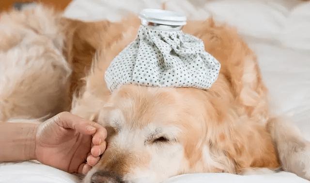 幼犬拉稀呕吐怎么治疗