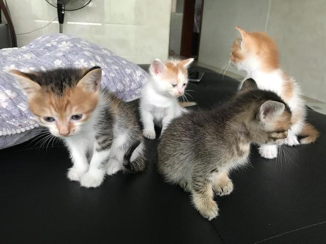 两个月的猫都吃什么好