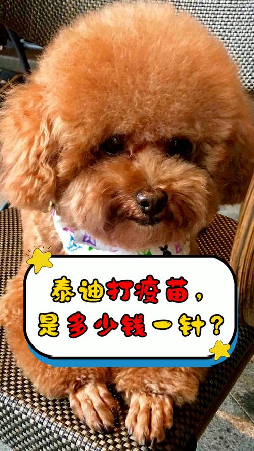 为什么泰迪需要打疫苗