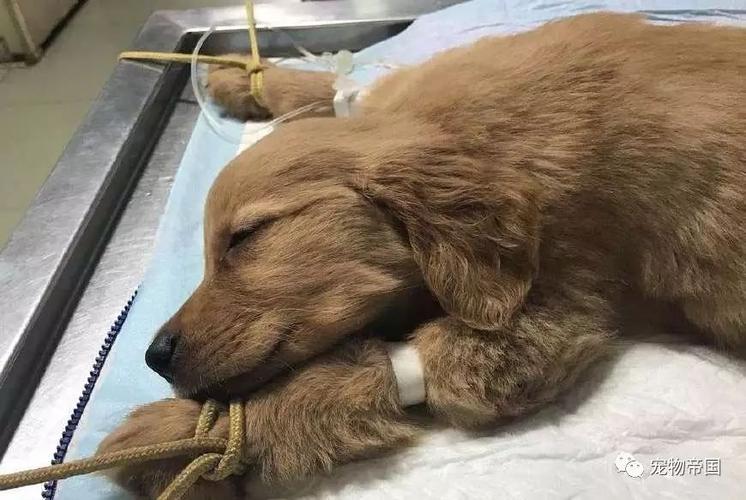 金毛什么原因会得犬瘟