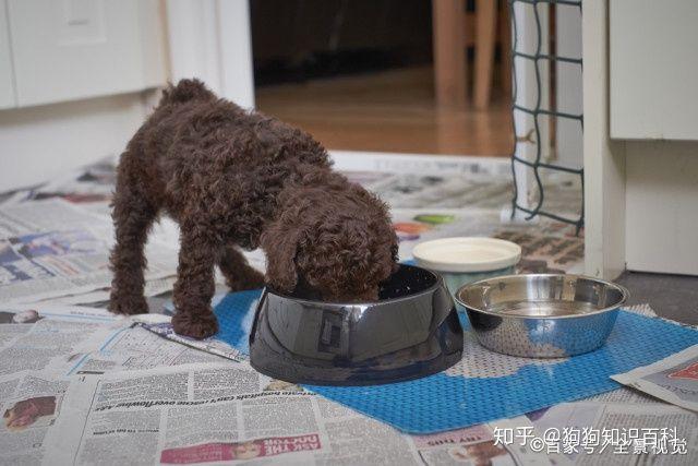 节育的泰迪吃什么狗粮
