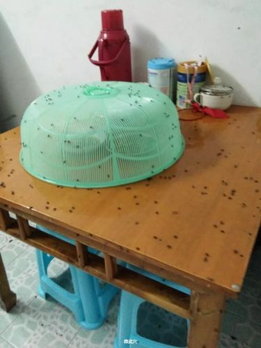 如何避免家里的蝇