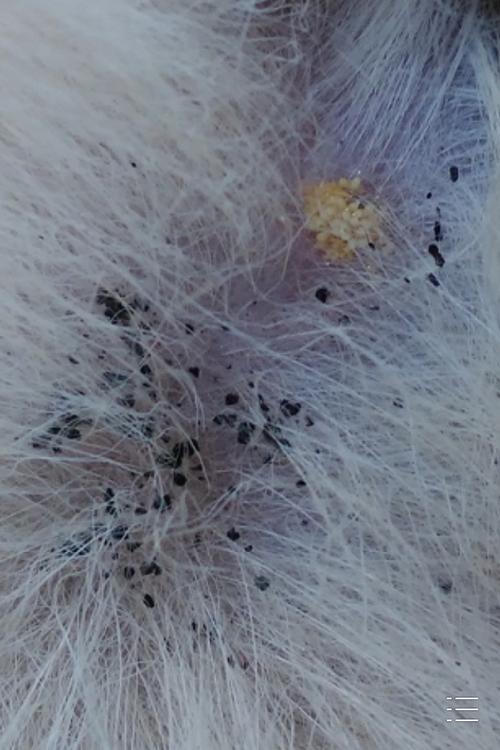 怎么给狗狗去虱子