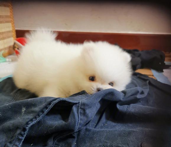 小博美什么时候便便