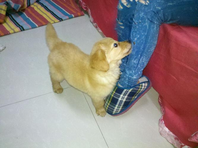 金毛13天幼犬拉稀怎么办