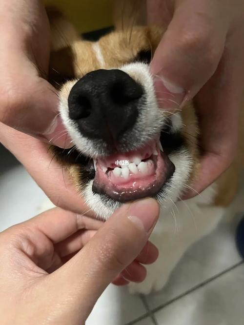 狗狗牙齿都掉了怎么办