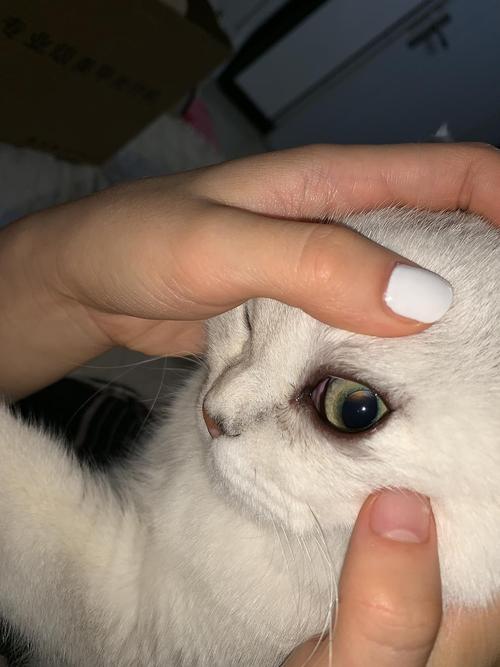 猫一只眼睛眼皮肿流泪是怎么回事