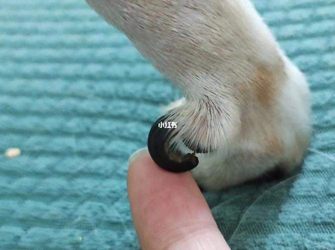 狗狗的指甲有什么用