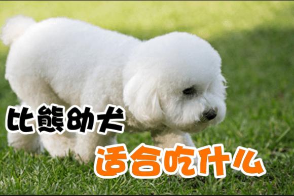 夏天比熊吃什么