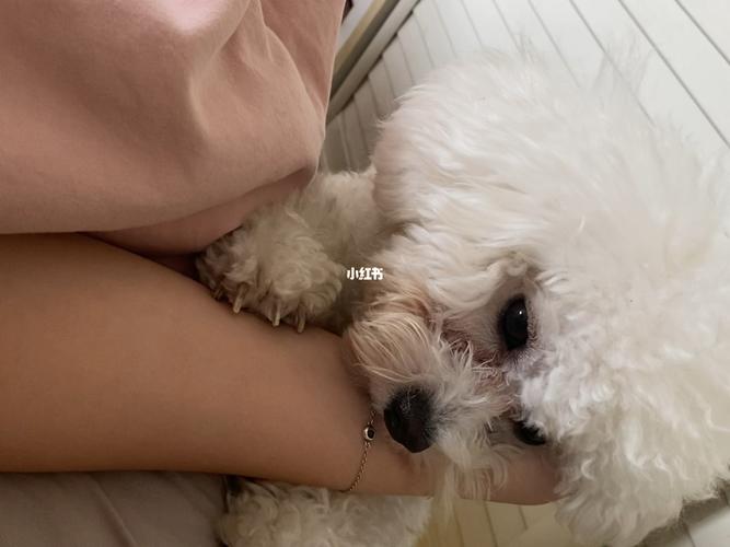狗狗最近特别粘人什么症状