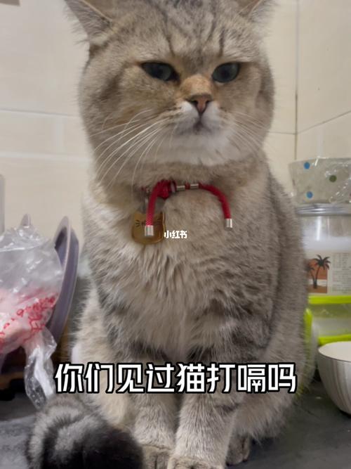 为什么猫咪睡觉打嗝
