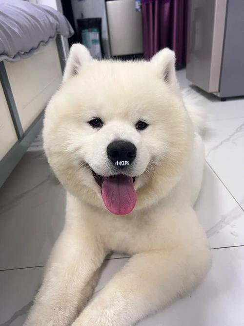 超大的萨摩是什么狗