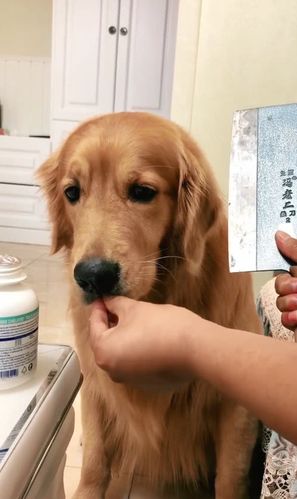 狗狗不给涂药怎么办