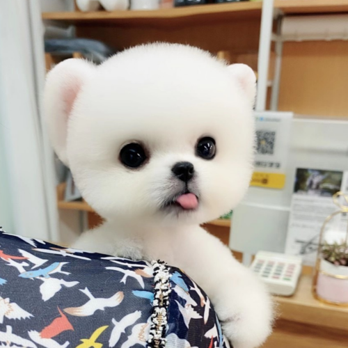 小博美狗狗不爱喝水怎么办