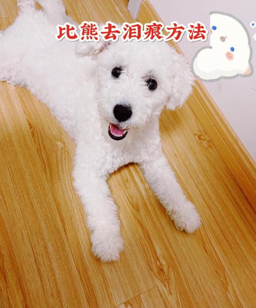 比熊泪痕变红怎么处理