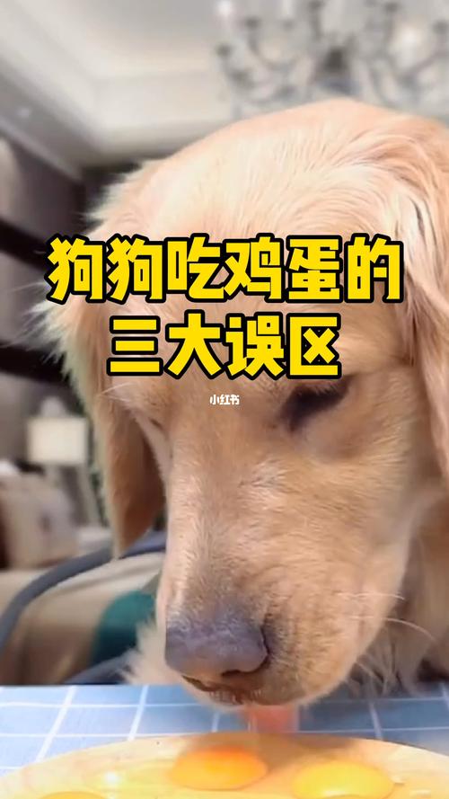 鸡蛋怎么做给狗狗吃