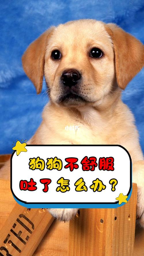 狗狗吃完马上就吐怎么回事