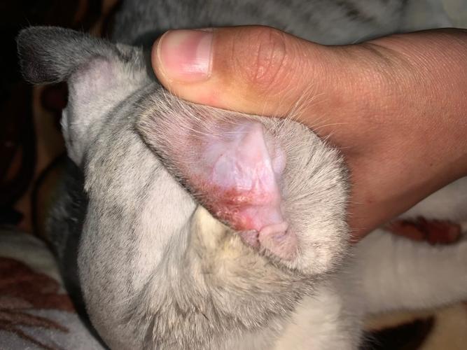 猫咪耳朵有脓怎么清理