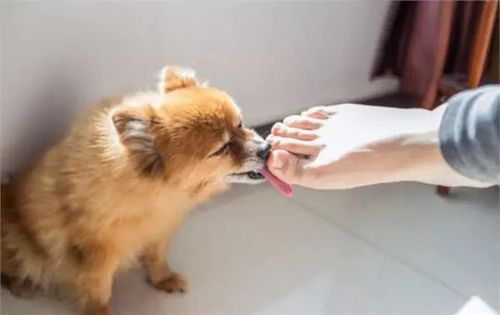 狗狗为什么舔前肢