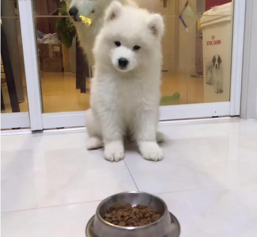 小萨摩吃什么长肉