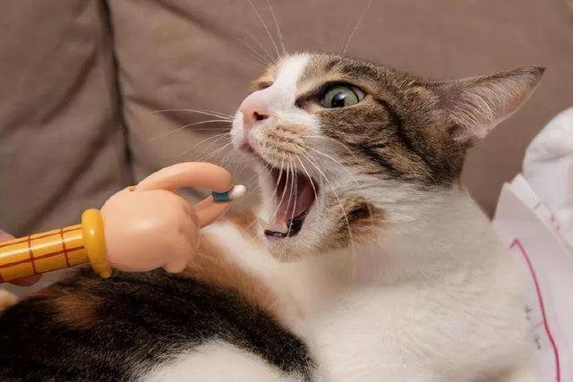 猫咪生病期间怎么养