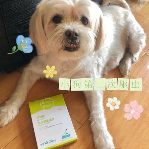 怎么看狗狗体内驱虫