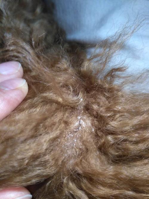 幼犬头上结痂怎么办