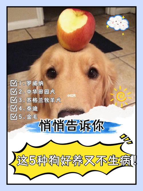 怎么养狗狗才不生病