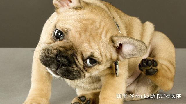 幼犬什么时候做外驱