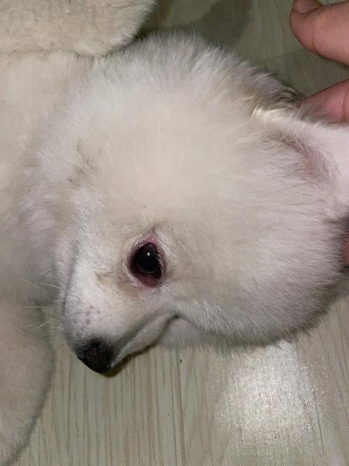 幼犬上眼皮发红怎么办