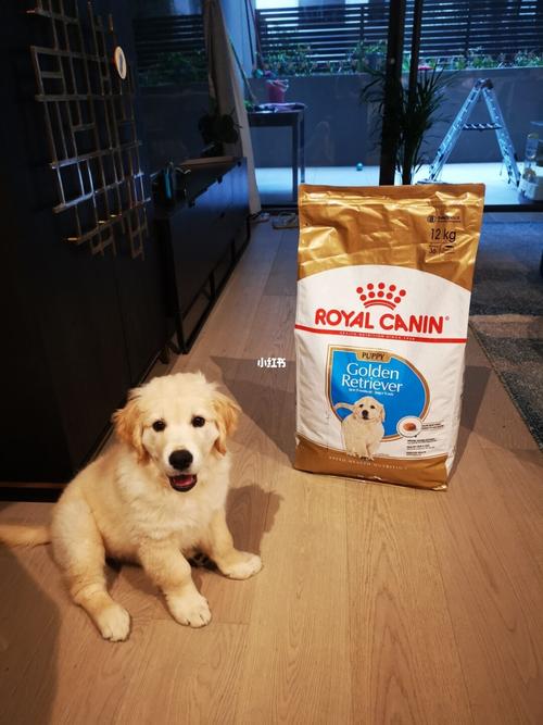 金毛狗狗辅食吃什么