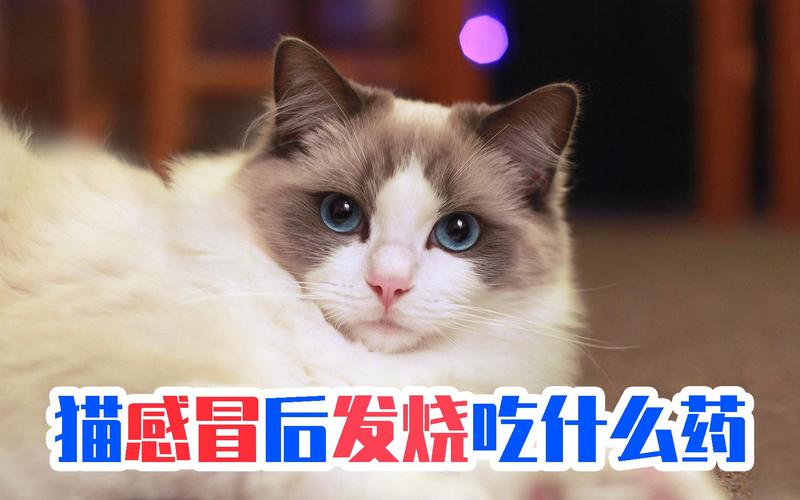 猫咪发烧用什么药