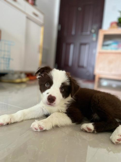 边境牧羊犬幼犬怎么挑