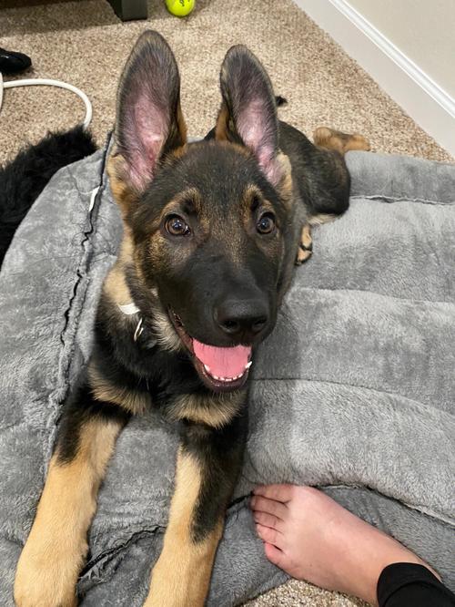 德牧是什么犬