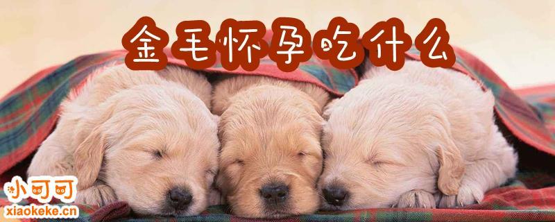 狗狗怀孕期吃什么