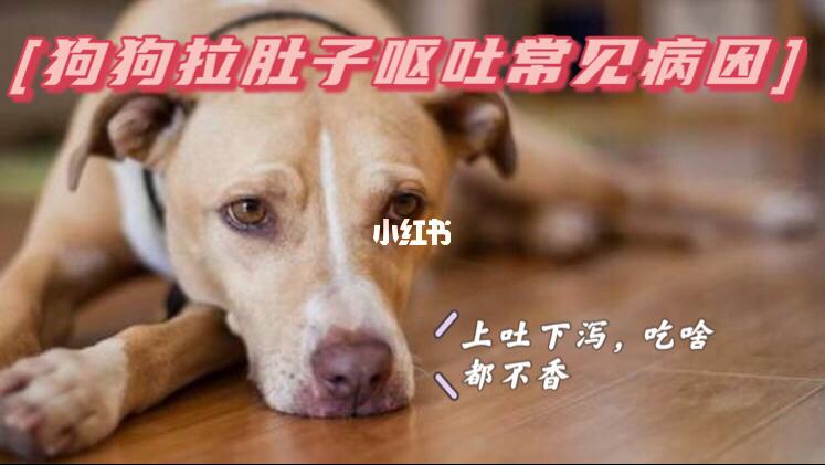 狗狗拉肚子呕吐为什么饭