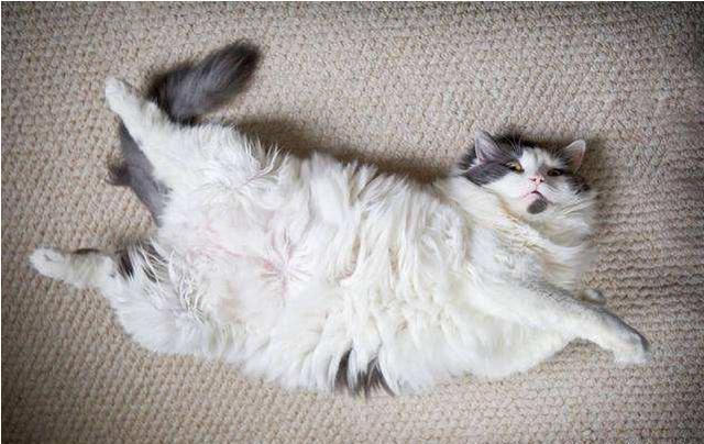 猫咪肚子很硬是怎么了