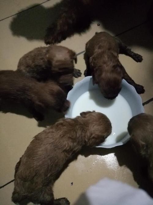 泰迪狗狗刚生宝宝吃什么